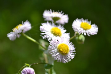 yellow and white flower for fun