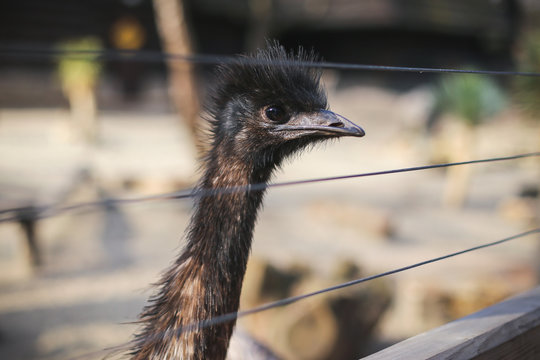 Cute ostrich in the zoo