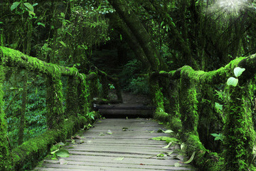 old wood bridge with green moss plant and tree on sunlight beam