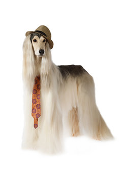 Afghan hound in the hat and tie
