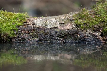 The old log with moss on a pond in the woods. Selective focus