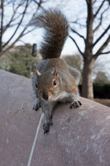 Insistent Squirrel