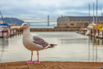 Freedom and travel concept. Seagull at Pier 39 in Fisherman's Wharf, San Francisco, California, United States. Golden Gate Bridge and docked boats on blurred background. Summer holidays concept.