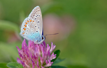 Fototapeta na wymiar Common Blue butterfly