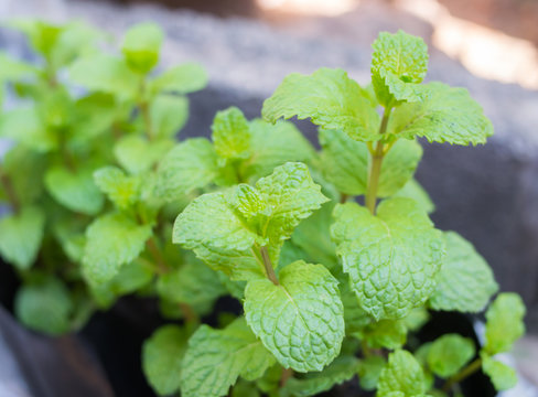 closeup green papermint leaves