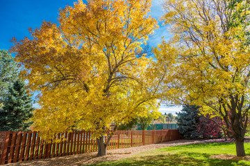 Golden Trees by Red Fence