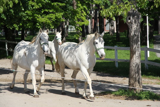 White Horses Lipizzaners, Lipica, Slovenia