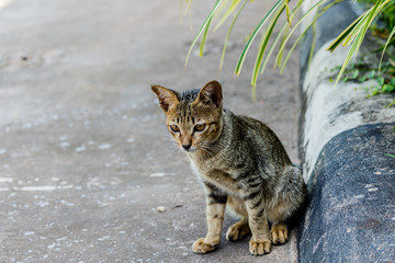 Fototapeta premium Thailand cute cat resting habits of cute pets. Cat breeds Thaila