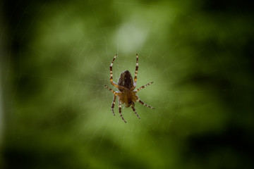 Spiderman with a taste of Hulk (version 2)