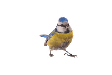 Eurasian Blue Tit