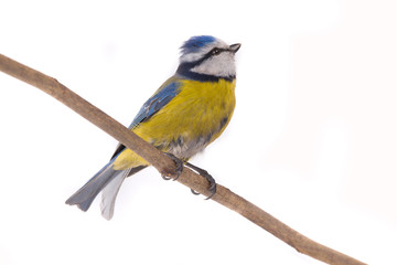 Eurasian Blue Tit