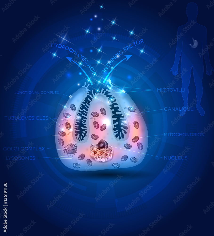 Wall mural Parietal cell of stomach wall,  located in the gastric glands secretes hydrochloric acid and intrinsic factor. Beautiful drawing on an abstract scientific background