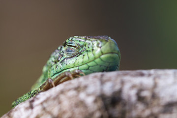 Green sand lizard close up portrait.