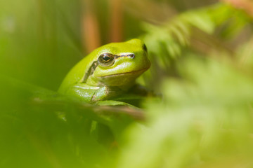 Tree frog with green leaves all around.