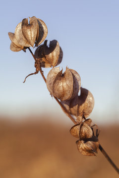 vertrocknete Giftbeere - Nicandra physalodes in einer Makroaufnahme