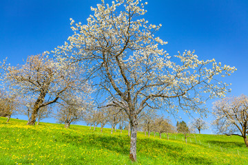 view of a cherry tree