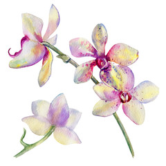 Orchid flowers watercolor hand drawn botanical illustration isolated on white background for design pattern, package cosmetic, greeting card, wedding invitation, florist shop, printing, beauty salon