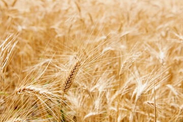 Ear of corn