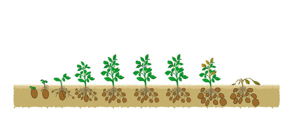 Есо Patato grows from the seed stage plant growing White Background