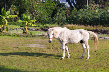 Obraz na płótnie Canvas White horses in the field