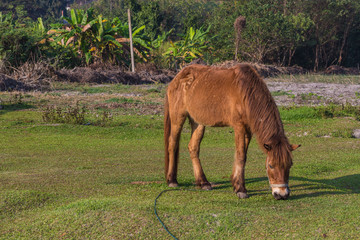 Obraz premium Horses in the field