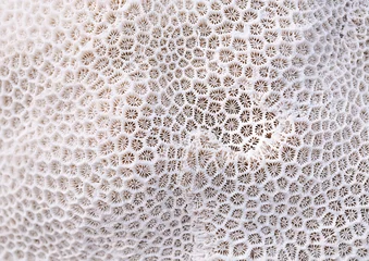  Coral texture © Irina