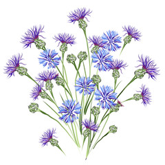 Cornflowers. Vector brush sketch of blue and purple cornflowers for greeting cards.