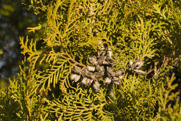 Open cones on a branch Thuja.