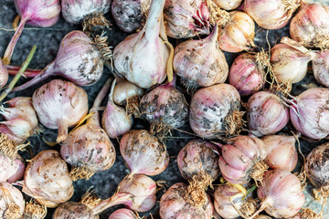 Fresh ripe garlic close up background and texture