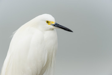A close up portrait of a Snowy Egret in front of a smooth background in soft overcast light.