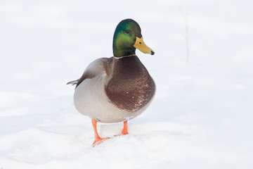 Mallard Male