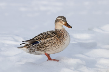 Mallard Female 
