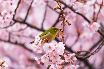 The Japanese White eye.The background is winter cherry blossoms. Located in Shinjuku, Tokyo Prefecture Japan.