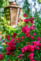 Fototapeta na wymiar Beautiful red blooming rose flower bush on rustic natural summer background. Close up vertical view with street lantern on a sunny day