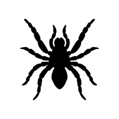 Obraz premium Tarantula