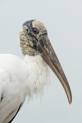 An ugly Wood Stork close up portrait with soft light showing off its textured head and white feathers.