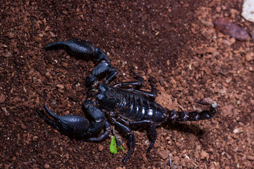 The Black Scorpion