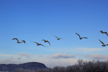 Flugformation: Sieben Schwäne im Flug
