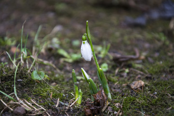 First snowdrops spring flowers in garden. selective focus.