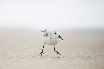 A Sanderling runs quickly on a sandy beach in soft overcast light with a smooth white background.