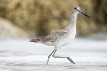 A Willet walks in the shallow ocean water as it splashes around its legs in soft overcast light.
