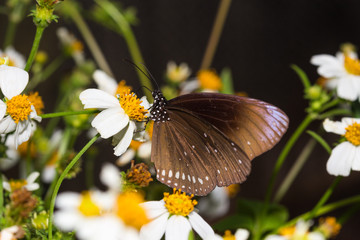 Obraz na płótnie Canvas The butterfly (Euploea mulciber)