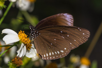 The butterfly (Euploea mulciber)