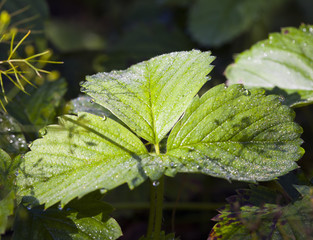 leaf of strawberry in drops of dew, a rain