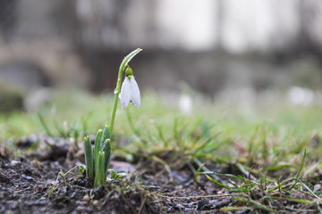 First snowdrops spring flowers in garden. selective focus.