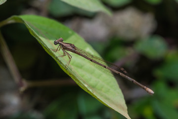 The Brown Damselfly (Zygoptera)