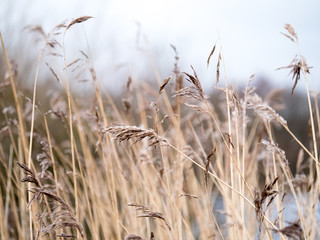 Fototapeta premium Grasses growing near water