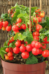 Red cherry tomatoes growing in a pot