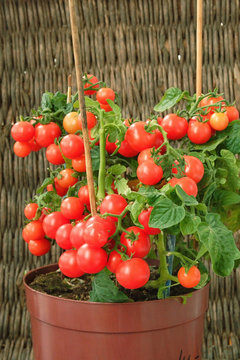 Red Cherry Tomatoes Growing In A Pot