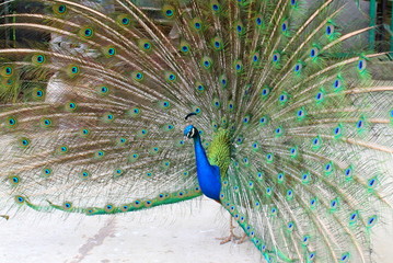 Portrait of Peacock with feathers